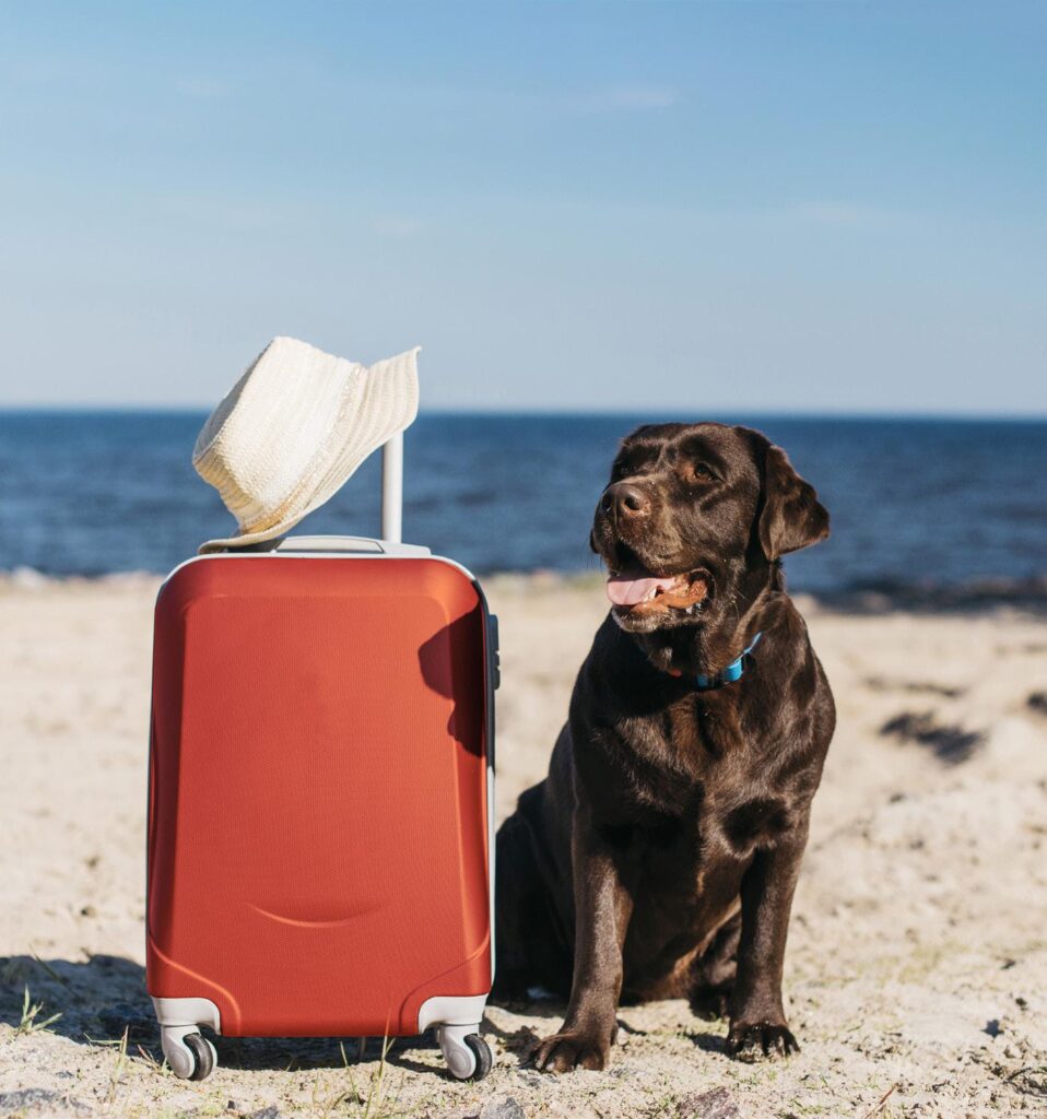 Hoteles que admiten mascotas Hoteles que admiten mascotas