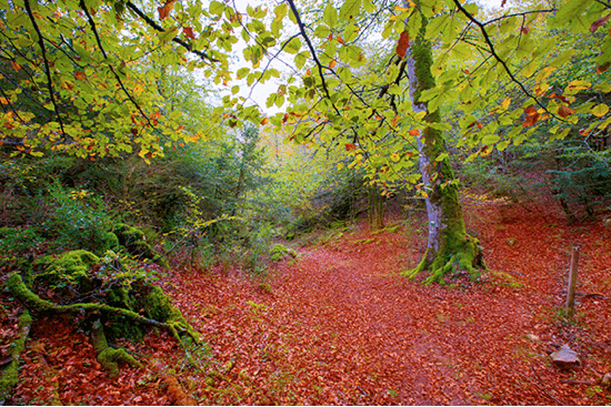 Escapada Single a Navarra